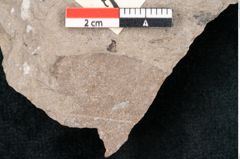 Foto (Detailansicht) von Cinnamomum polymorphum Braun (NHMW-GEO-2024-0188-7998)